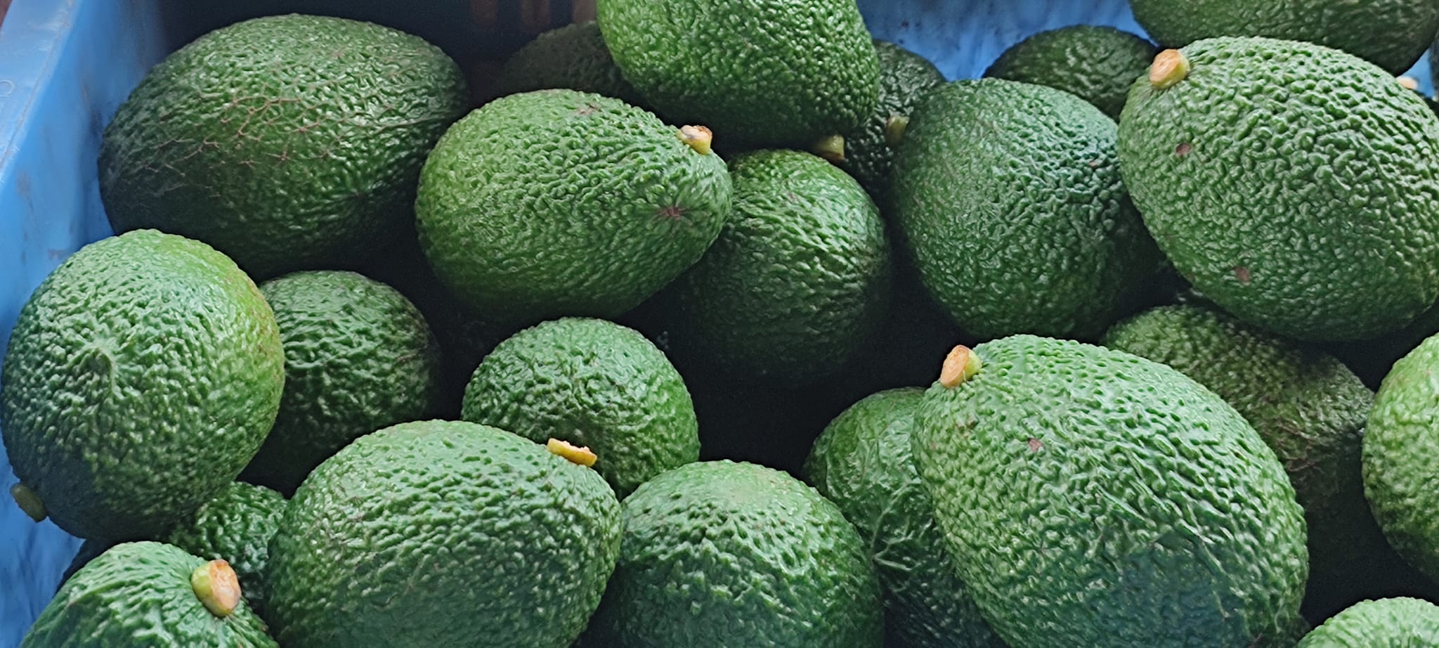 About - MyanmarAvocado.org